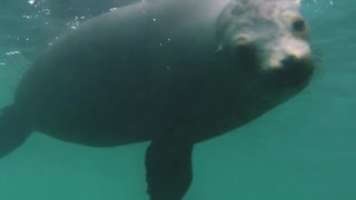 Diver gets scare from friendly sea lion