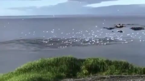 fish Gannets diving for fish in Newfoundland, Canada.