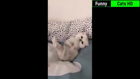 Funniest Cats 😹- Best Of The 2022 Funny Cat Videos 😂- Funny Cats HD