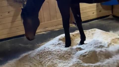 Secretariats grandson going to clean up his stall