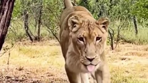 They rescued a baby lion #lion #wildlife