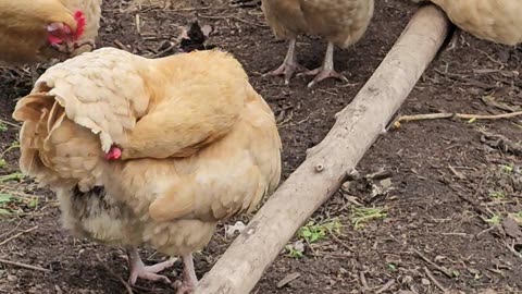 OMC! A group of preening beauties! 😍😍😍 #chickens #hens #preening #relaxing #beautiful #shorts