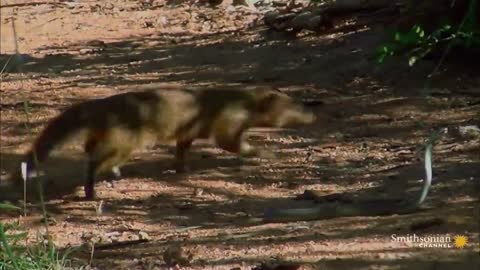 A Mongoose and Black Mamba Fight to the Death