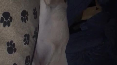 Cute Labrador loves to sleep tucked under a chair.