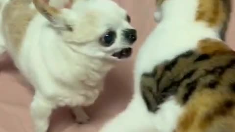 Cat vs.Dog #cat #dog #kitten #kitty #pet #funny #funnyvideos #fyp #foryou