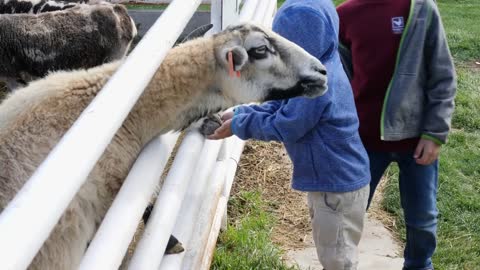 Cute Young Family Feeding And Petting Sheep On The Farm