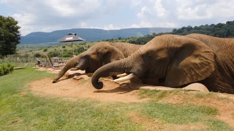 #trendingvideo baby Elephants musti enjay this videos