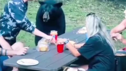 Having lunch with family friends and bears