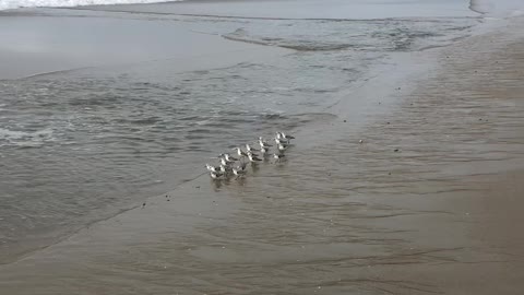 January 27 Walk on the Beach