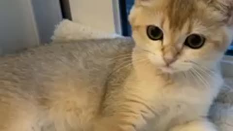 So cute kitty is playing