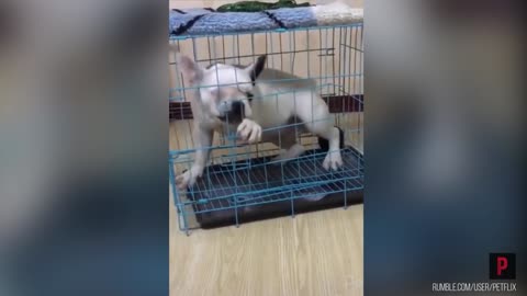 Funny puppy Vs cage [Will it escape?]