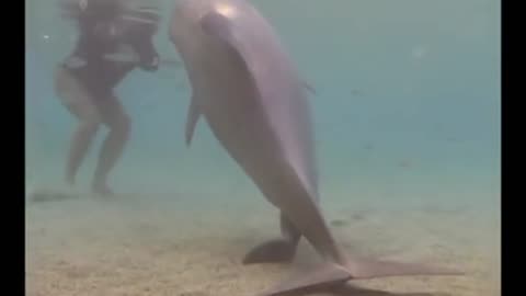 Incredible Dolphin Birth at Dolphin Quest Hawaii