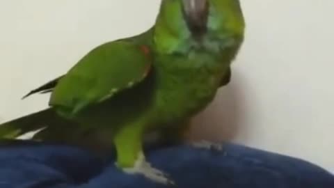 Cute Parrot Singing