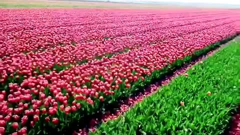 heaven on Earth ( tulips cutting )