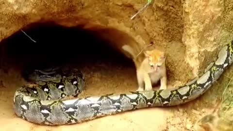 Replying to @dyw60aitam54aung Cats Vs Python😱#wildanimals #python #cat #animals