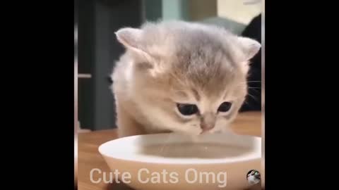 Baby Cats - Cute and Funny Videos Compilation __ Cute Cats Omg _babycat _funnycats _funnyvideos