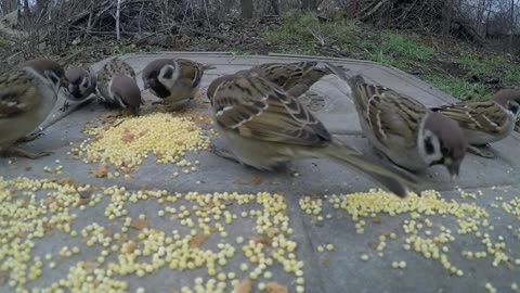 Information about birds