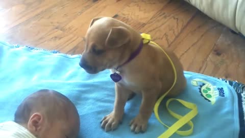 Sleepy puppy falls asleep on baby😀