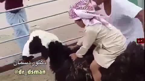 Small Boy sit on Goat