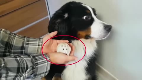 Size doesn't matter, buddy! 😂New Funny Animals videos