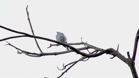 birds-street-pigeon