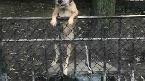 Miley cyrus dog climbs over fence from bench