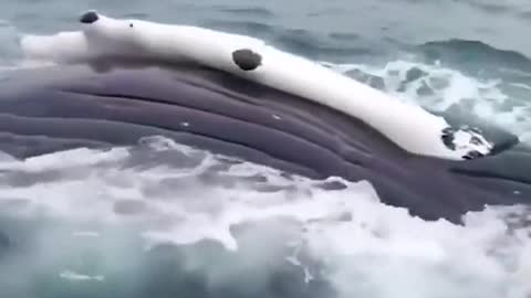 Whales