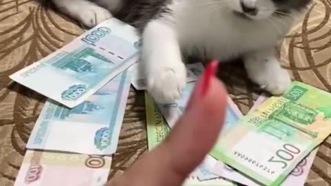 funny cat and dog best intersting@#3 enjoying videos