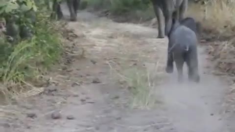 Elephant calf practicing its charge. 🐘