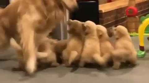 Funny dogs, the mother dog and her rowdy children