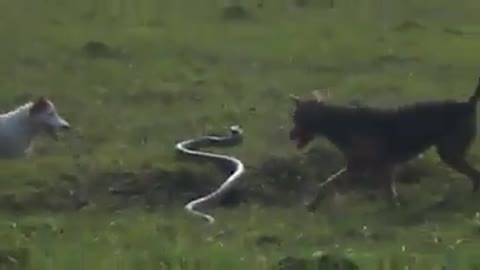 DOGS VS SNAKE