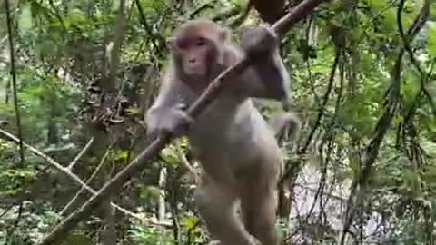 Cute baby monkey relax and play