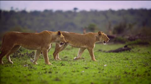 Pair of Lionesses Walking Together