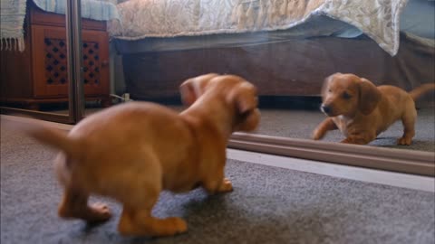 A Dog Fights With His Reflection In The Mirror