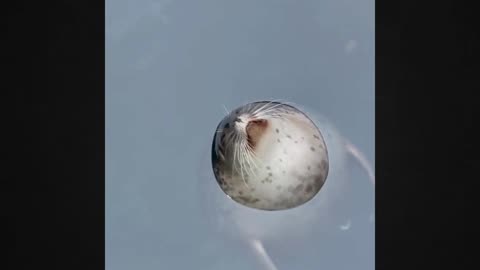 Prepare to Be Amazed The Roundest Seal Ever Spotted