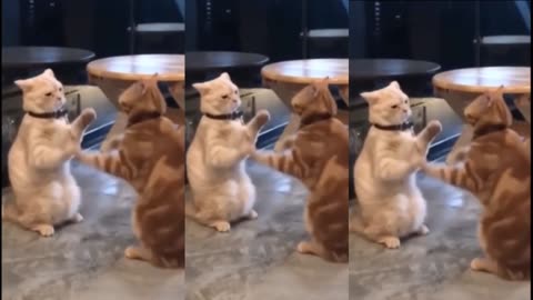 Cute & Funny Cat and Dog Moments That Will Make You Laugh!