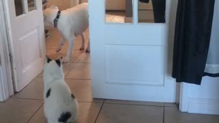 Doggy Can't Get Past Territorial Kitty