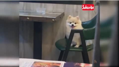 Funny Dog Compilations 1