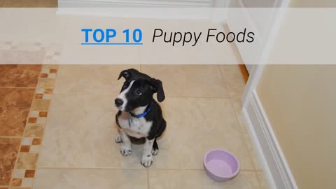 Top 10 most popular Dog Food for Puppies: Dog Food Review