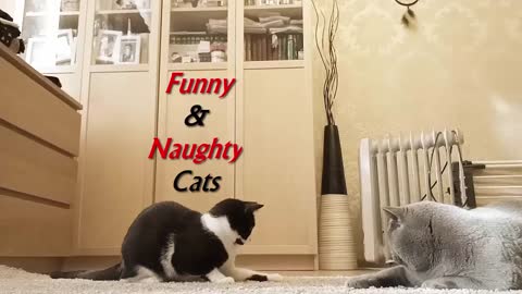 Dancing Naughty Cats