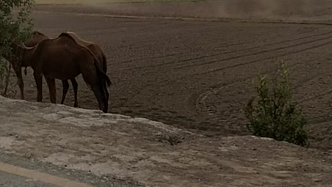 Camel on road do you know what camel eat