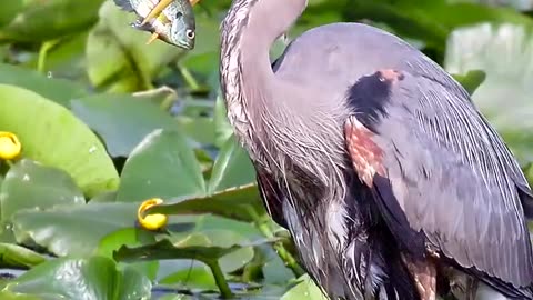 blue heron feeding