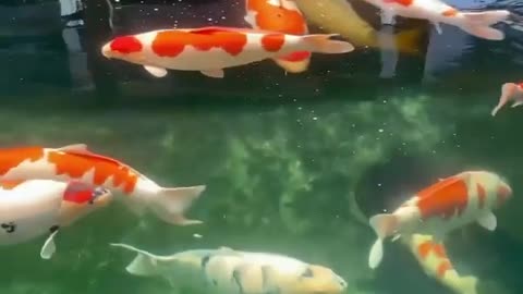 Koi fish pond