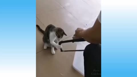 Weekly funny cats😾and dogs🐕videos (Try to Laugh)