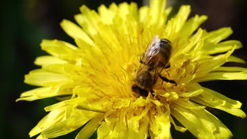 Bee on yellow flower