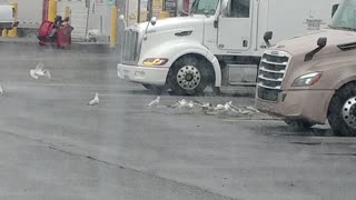 A flock of seagulls