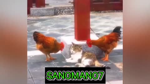 CAT with HEN,s funny moments