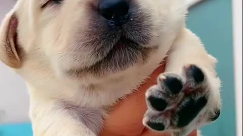 Cute puppy yawning