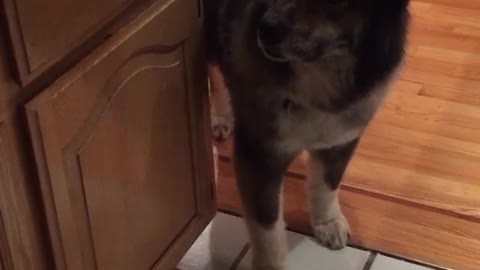 Black dog howling when owner talks to it