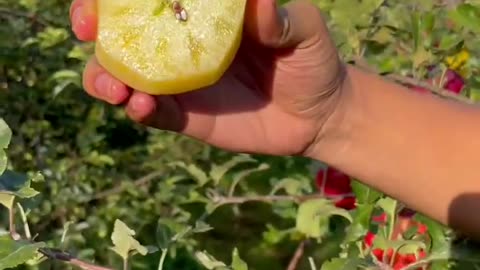 Beautiful and very fresh pink apples - For fruit lovers #fruitcutting